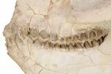 Fossil Oreodont (Merycoidodon) Skull - South Dakota #249247-4